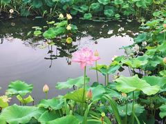 -荷塘月色湿地公园·向阳花洲