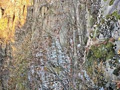 -吉林市朱雀山国家森林公园