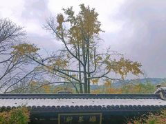 -虎跑公园