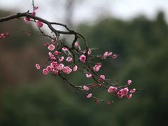 -红梅公园