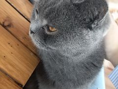 -猫的茶·猫咖