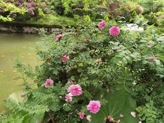 -上海醉白池公园