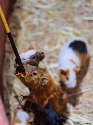 -Zoolung Zoolung动物主题公园(海信广场店)