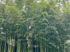 -杭州植物园