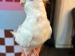 -莫多多餐厅