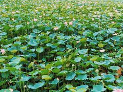 -荔湾湖公园