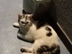 -AOE 火焰 剧本密室狼人杀