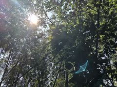 -滴水岩森林公园