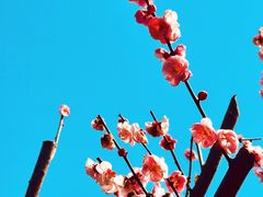 -雨花胜境