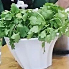 香菜-美滋欢乐火锅