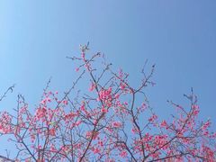 -天适樱花悠乐园