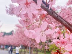 -顾村公园