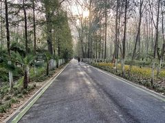 -合肥滨湖国家森林公园