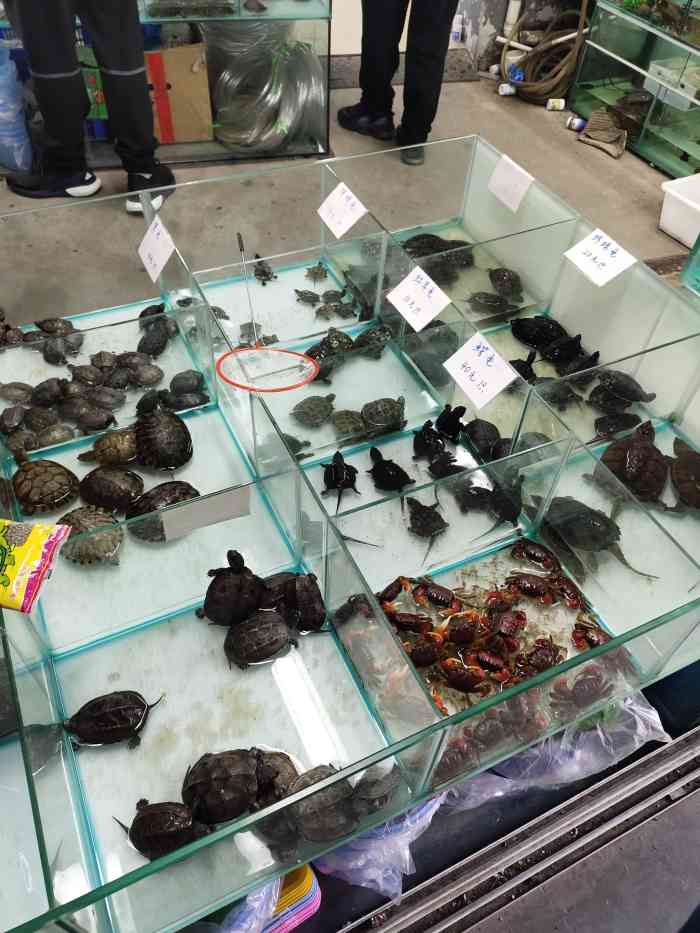 七桥瓮花鸟市场-"【项目】其他前身是夫子庙花鸟虫鱼市场,.