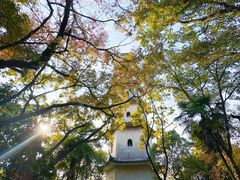 -江心屿景区