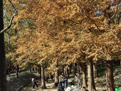 -白水寺森林公园