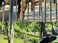 -泉州海丝野生动物世界