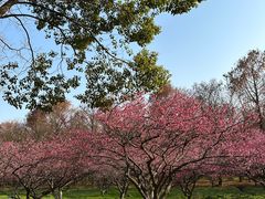 -上海海湾国家森林公园