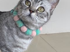 -怪兽屋·羊驼·猫咖·狗咖(俊华广场店)