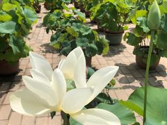 -莲花池公园