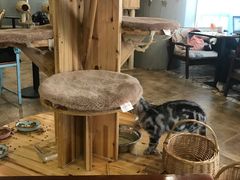大堂-共舞时光猫咖·狗咖(新街口店)