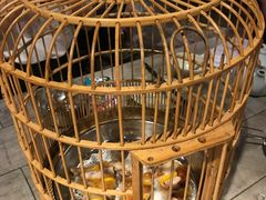 -花溪雨·森林餐厅(石基店)