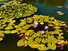 -国家植物园南园