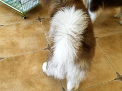 -Let's go狗咖·猫咖·奶狗·桌游(春熙路IFS店)