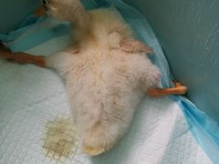 -美联众合动物医院·24h转诊中心