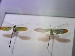 -上海昆虫博物馆