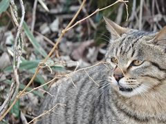 -张家界天门山国家森林公园