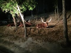 -清迈夜间动物园