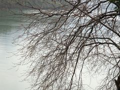 -后柳水乡