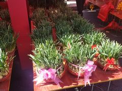 -越秀西湖花市(广州城市广场花卉店)