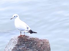 -深圳湾公园(南山区)