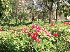 -洛阳郁金香牡丹园