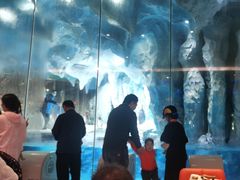 -帝企鹅自助餐厅•儿童岛•真企鹅(长隆企鹅酒店)