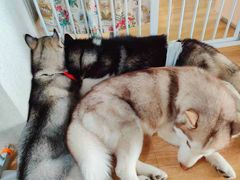 -Husky Go! 哈士奇体验馆·宠物咖啡厅狗咖