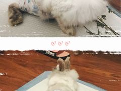 -雨林宠物医院 非犬猫异宠专科
