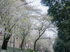 -武汉大学-樱园