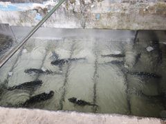 -姥家大锅台水库渔家