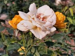 -人民公园(罗湖区)