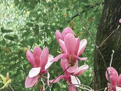 -重庆市江北嘴中央商务区中央公园