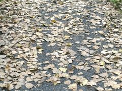 -恋山坝上草原
