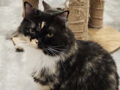 -楼上猫咖(罗湖店)