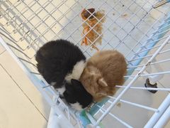 -怪兽屋·羊驼·猫咖·狗咖(俊华广场店)