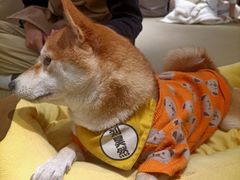-逗柴咖啡屋·狗咖猫咖宠物桌游
