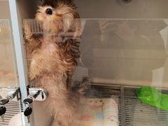 -萌宠之家·腊肠犬·马尔泰·小体犬舍