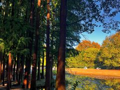 -上海共青森林公园