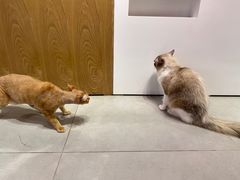 -Heymao猫咖.咖啡厅(东门店)